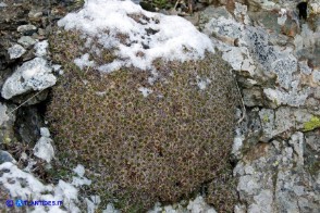 Plantago subulata (Piantaggine a cuscinetto)