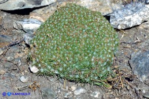 Plantago subulata (Piantaggine a cuscinetto)