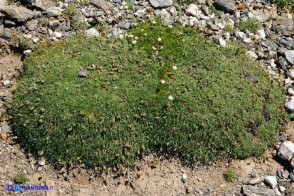 Plantago subulata (Piantaggine a cuscinetto). Al centro Sagina pilifera, di colore verde più intenso e in fiore