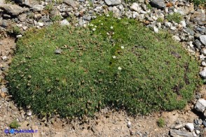 Plantago subulata (Piantaggine a cuscinetto). Al centro Sagina pilifera, di colore verde più intenso e in fiore