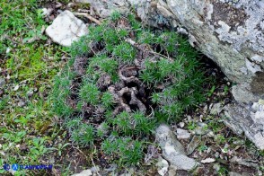 Plantago subulata (Piantaggine a cuscinetto)