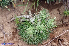 Plantago subulata (Piantaggine a cuscinetto)