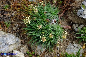 Plantago subulata (Piantaggine a cuscinetto)