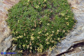 Plantago subulata (Piantaggine a cuscinetto)