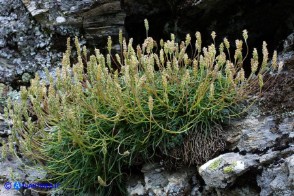 Plantago subulata (Piantaggine a cuscinetto)