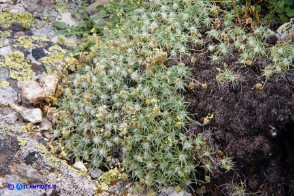 Plantago subulata (Piantaggine a cuscinetto)