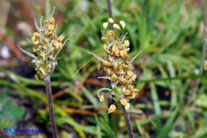 Plantago subulata (Piantaggine a cuscinetto)