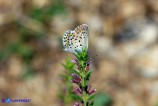 Plebejus bellieri (Argo corsicano)