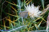 Plebejus bellieri (Argo corsicano)