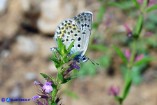 Plebejus bellieri (Argo corsicano)
