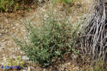 Plumbago europaea (Piombaggine europea)