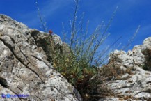 Plumbago europaea (Piombaggine europea)