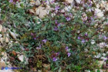 Plumbago europaea (Piombaggine europea)