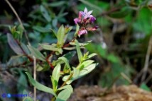 Plumbago europaea (Piombaggine europea)