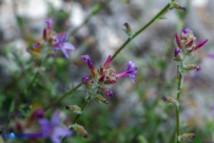 Plumbago europaea (Piombaggine europea)