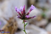 Plumbago europaea (Piombaggine europea)