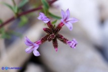 Plumbago europaea (Piombaggine europea)