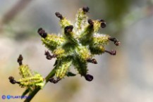 Plumbago europaea (Piombaggine europea)