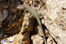Ibrido tra Podarcis siculus (Lucertola campestre) e Podarcis tiliguerta (Lucertola tirrenica)