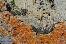 Podarcis siculus (Lucertola campestre) e Podarcis tiliguerta (Lucertola tirrenica)