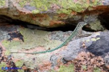Podarcis tiliguerta (Lucertola tirrenica)