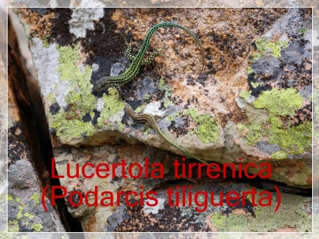 Vai al capitolo PODARCIS TILIGUERTA  Go to section PODARCIS TILIGUERTA