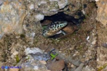 Podarcis tiliguerta (Lucertola tirrenica)