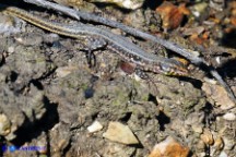 Podarcis tiliguerta (Lucertola tirrenica)