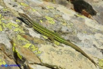 Podarcis tiliguerta (Lucertola tirrenica)