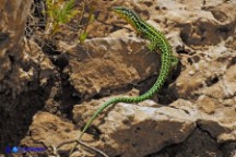 Podarcis tiliguerta (Lucertola tirrenica)