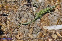 Podarcis tiliguerta (Lucertola tirrenica)