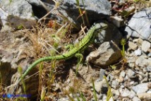 Podarcis tiliguerta (Lucertola tirrenica)