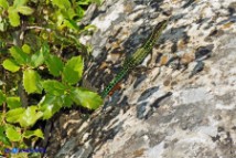 Podarcis tiliguerta (Lucertola tirrenica)