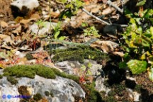 Podarcis tiliguerta (Lucertola tirrenica)