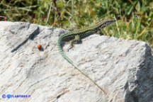 Podarcis tiliguerta (Lucertola tirrenica)