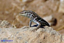 Podarcis tiliguerta (Lucertola tirrenica)