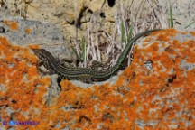 Podarcis tiliguerta (Lucertola tirrenica)