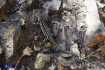 Podarcis tiliguerta (Lucertola tirrenica)