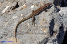 Podarcis tiliguerta (Lucertola tirrenica)