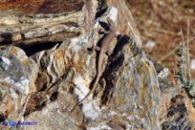 Podarcis tiliguerta (Lucertola tirrenica)