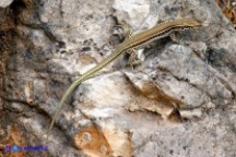 Podarcis tiliguerta (Lucertola tirrenica)