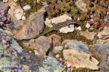 Podarcis tiliguerta (Lucertola tirrenica)
