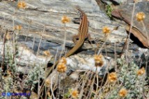 Podarcis tiliguerta (Lucertola tirrenica)