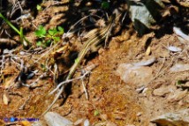 Podarcis tiliguerta (Lucertola tirrenica)