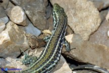 Podarcis tiliguerta (Lucertola tirrenica)