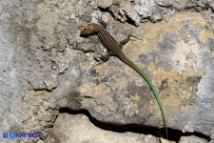 Podarcis tiliguerta (Lucertola tirrenica)