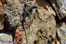 Podarcis tiliguerta (Lucertola tirrenica)