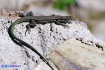 Podarcis tiliguerta (Lucertola tirrenica)