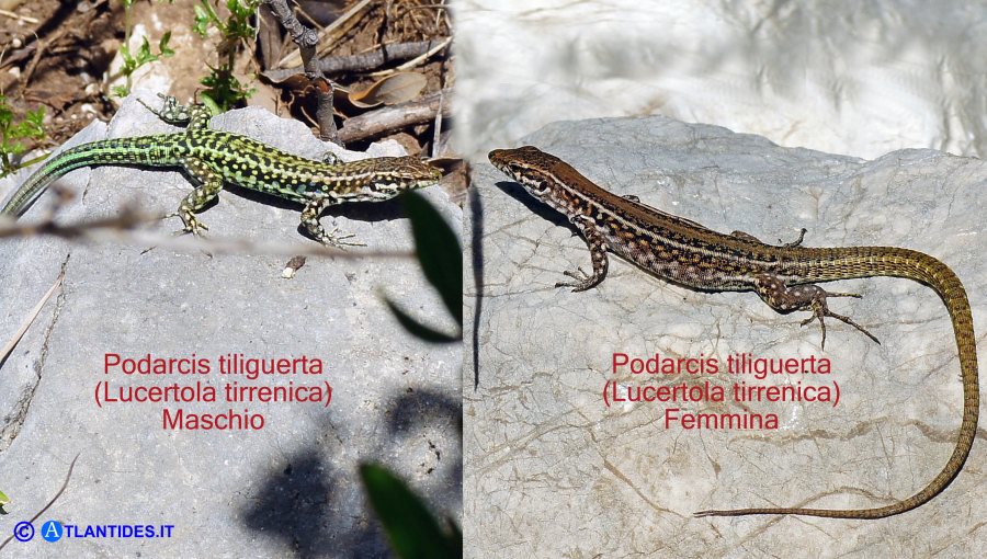 Lucertola tirrenica (Podarcis tiliguerta) maschio e femmina