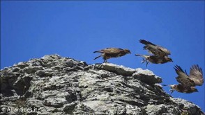 Poiana su una roccia sui Monti del Gennargentu